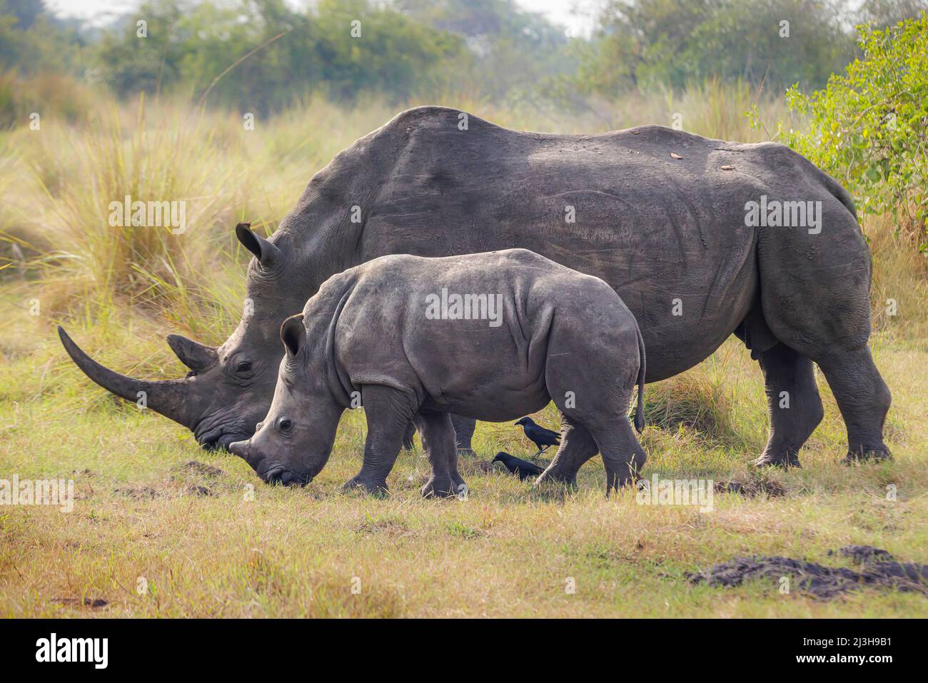 Uganda, Nakasongola District, Ziwa Nashornreservat, Weißes Nashorn, Kori und ihr 5 Monate dauernden Baby Stockfoto