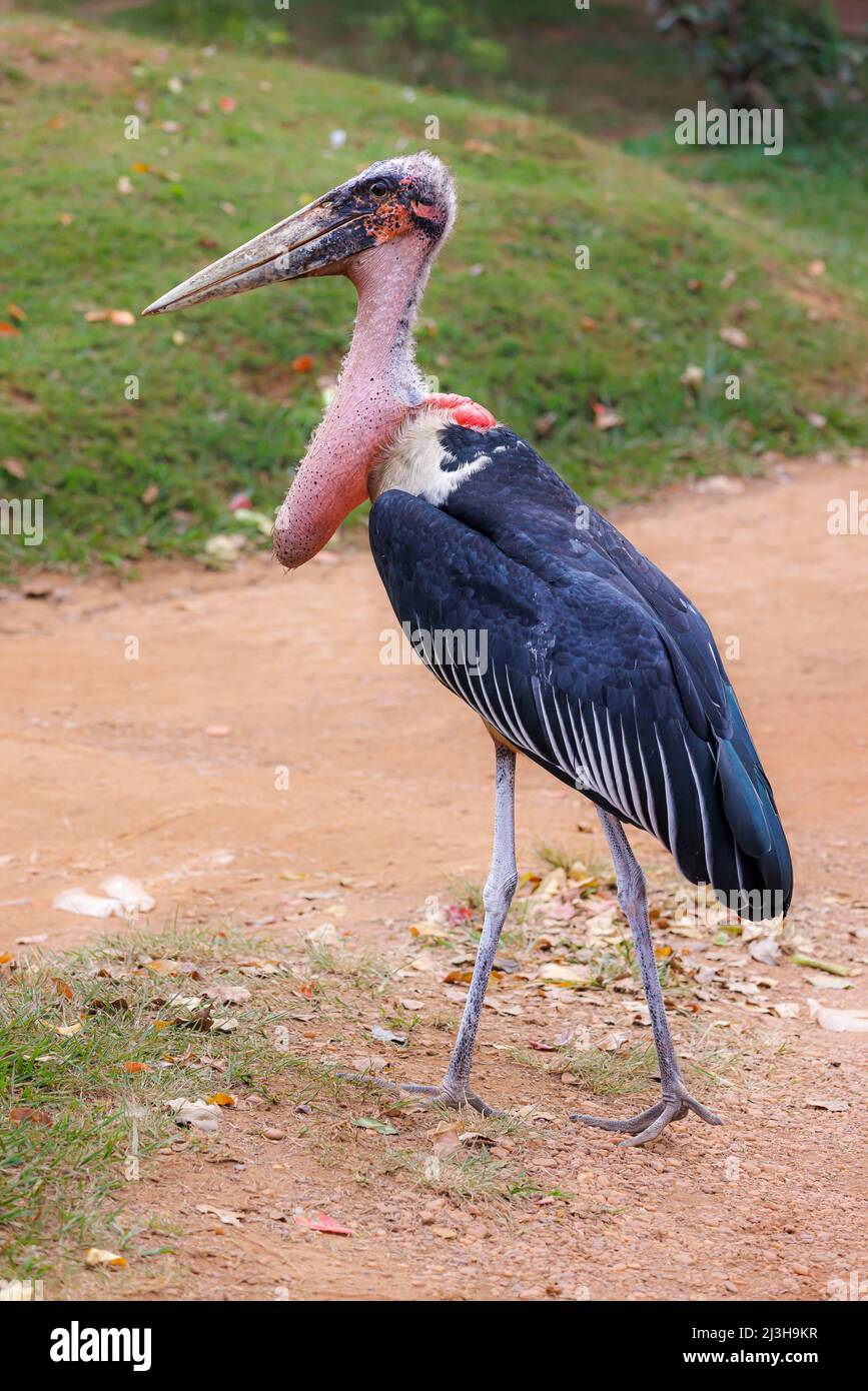 Uganda, Kampala, Entebbe, Marabou Stork Stockfoto