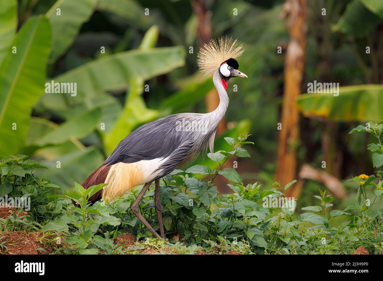 Uganda, Distrikt Kabale, Bunyonyi-See, Insel Itambira, Graukronenkrane Stockfoto