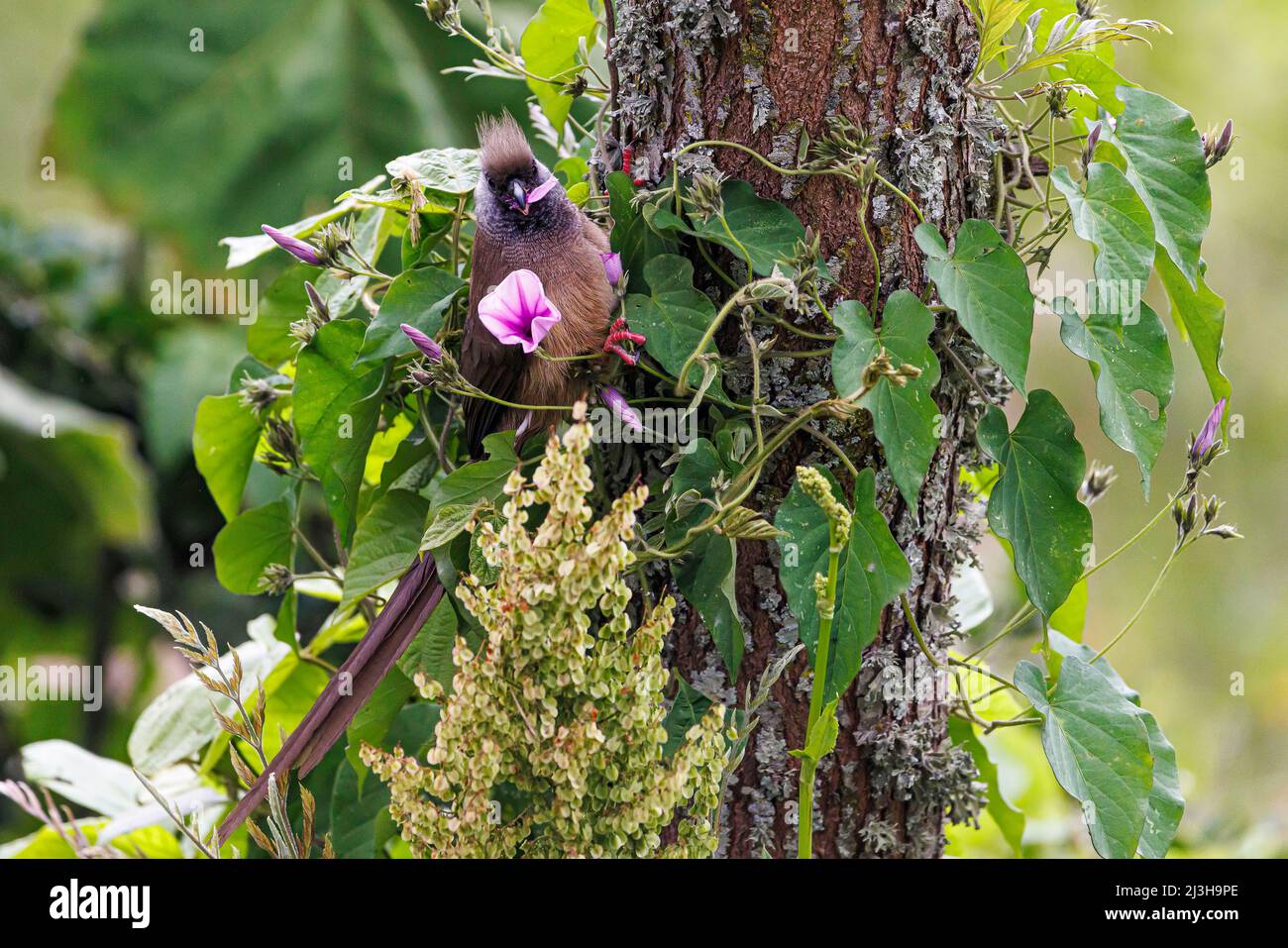 Uganda, Distrikt Kabale, Bunyonyi-See, Insel Itambira, gesprenkelte Mausvögel Stockfoto