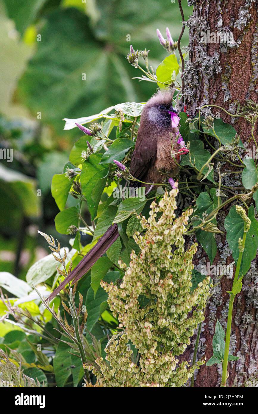 Uganda, Distrikt Kabale, Bunyonyi-See, Insel Itambira, gesprenkelte Mausvögel Stockfoto