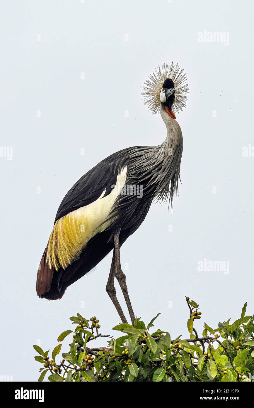 Uganda, Distrikt Kabale, Bunyonyi-See, Insel Itambira, Graukronenkrane Stockfoto