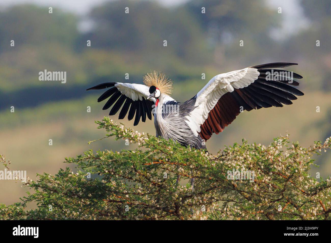 Uganda, Mbarara District, Mburo, Mburo Lake National Park, Grey Crowned Crane Stockfoto