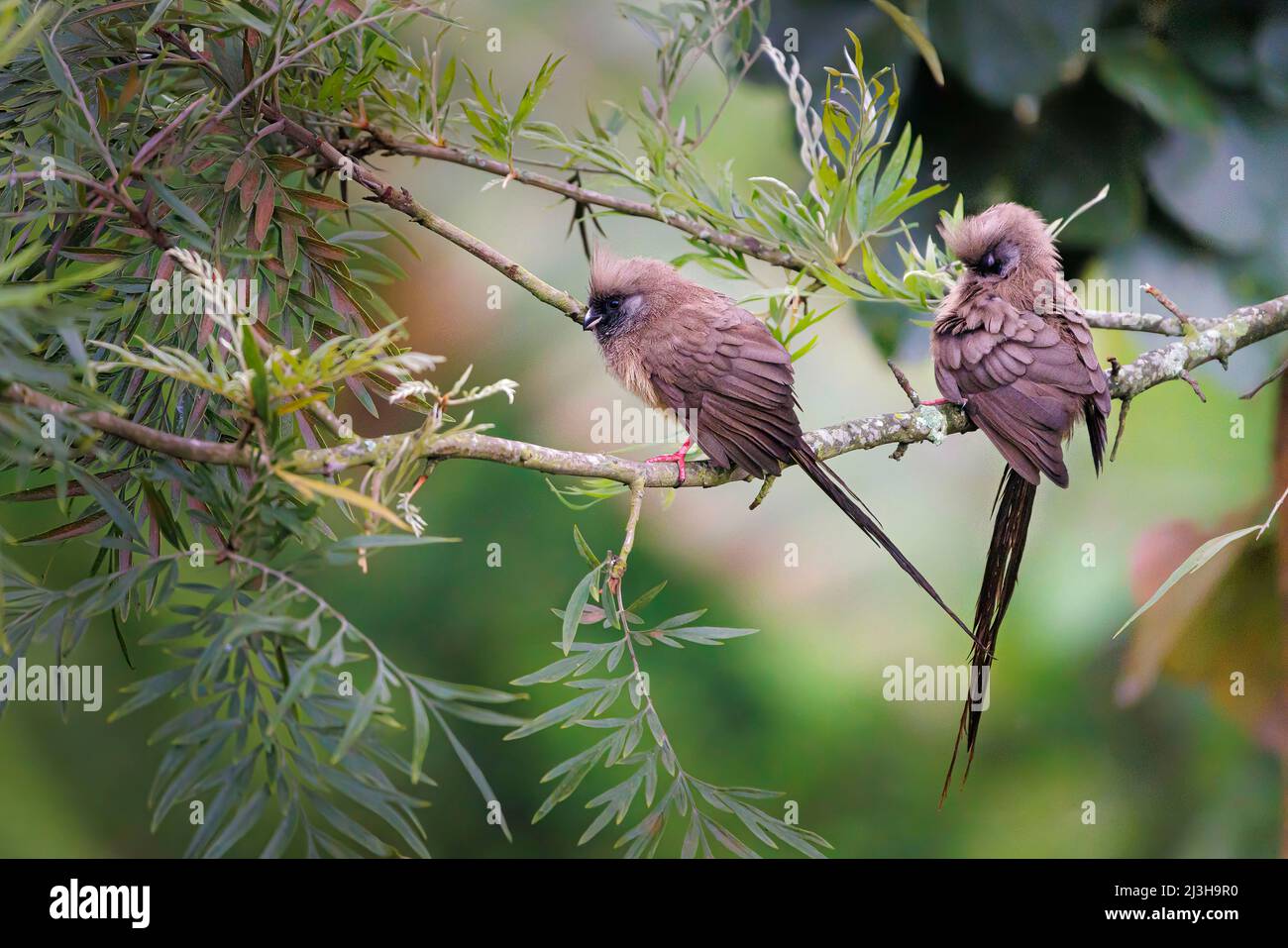 Uganda, Distrikt Kabale, Bunyonyi-See, Insel Itambira, gesprenkelte Mousebirds Stockfoto