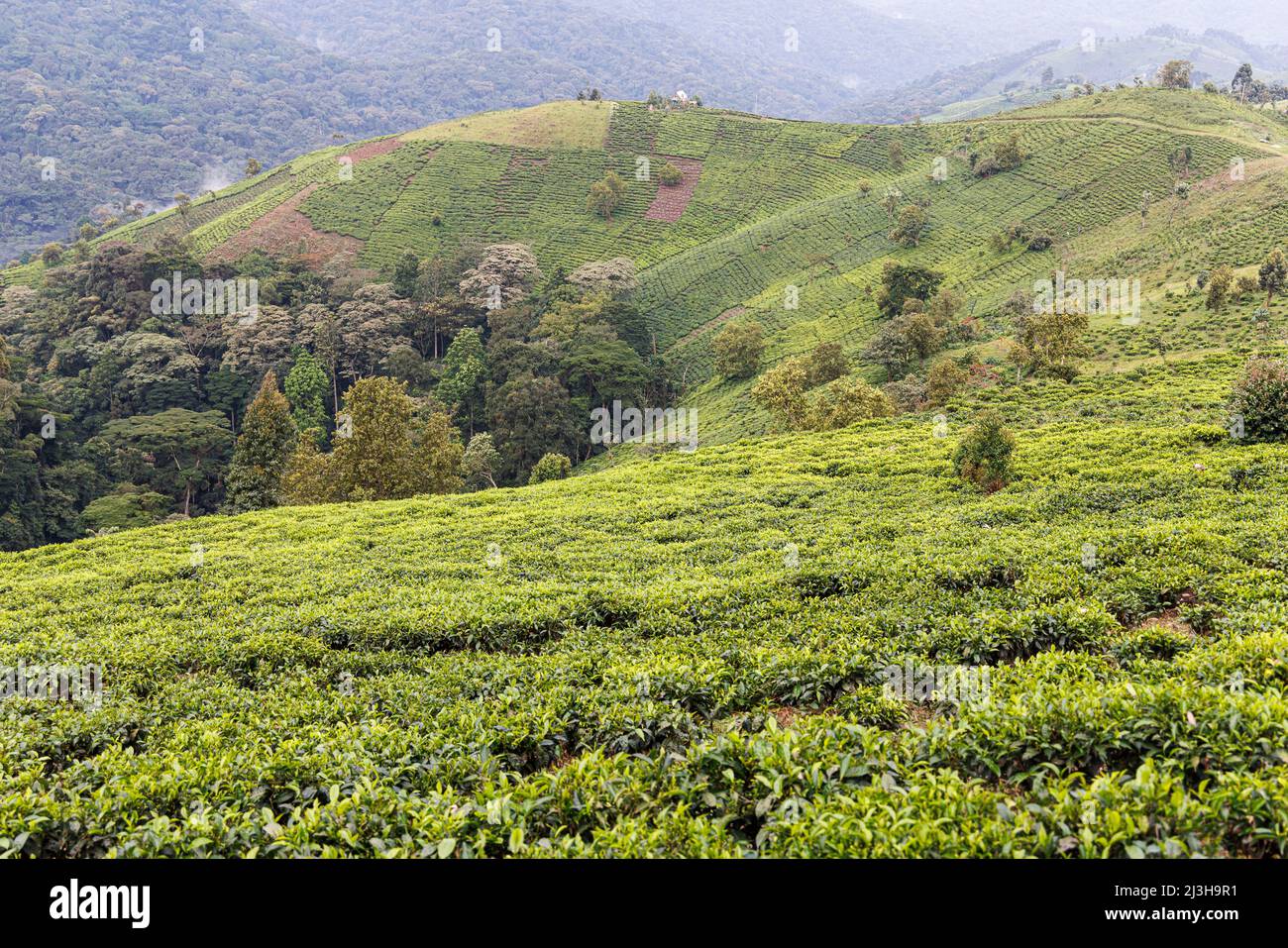 Uganda, Distrikt Kanungu, Ruhija, Teeplantage Stockfoto