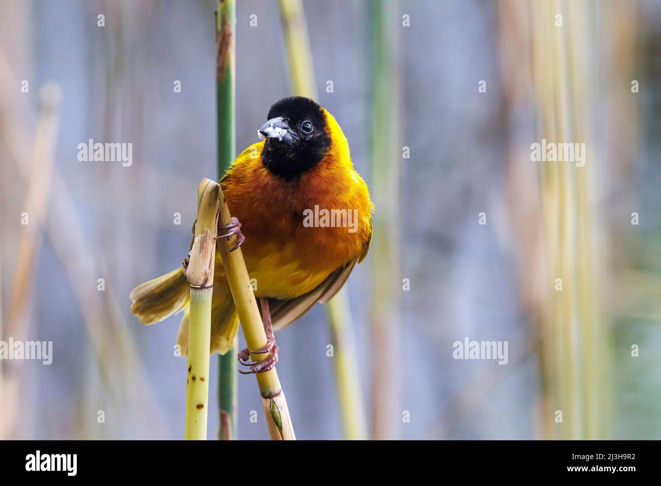 Uganda, Kisoro, Mutanda Lake, Golden Backed Weaver Stockfoto