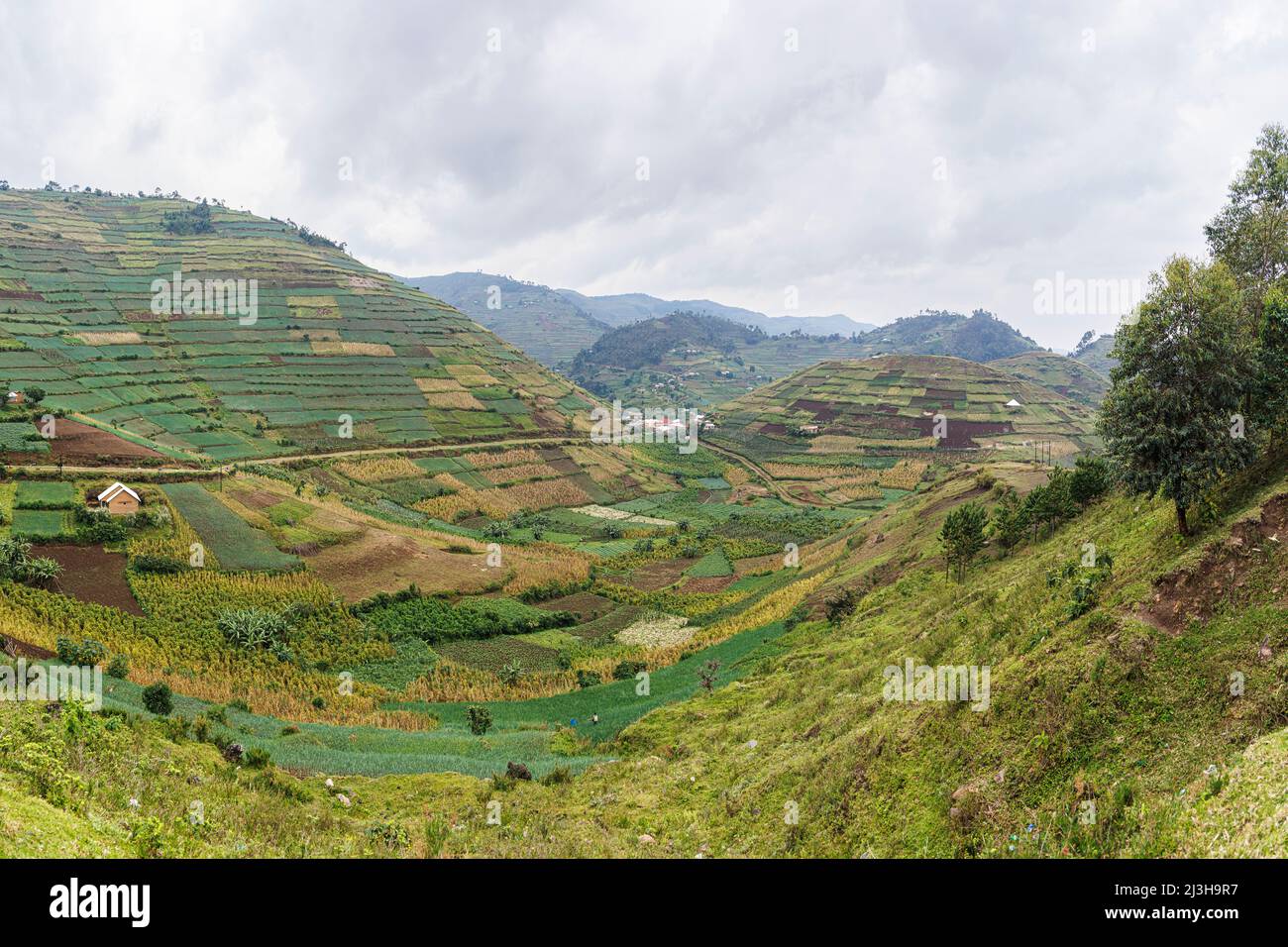 Uganda, Kisoro, Kisoro, kultivierte Felder auf einem alten Vulkan Stockfoto