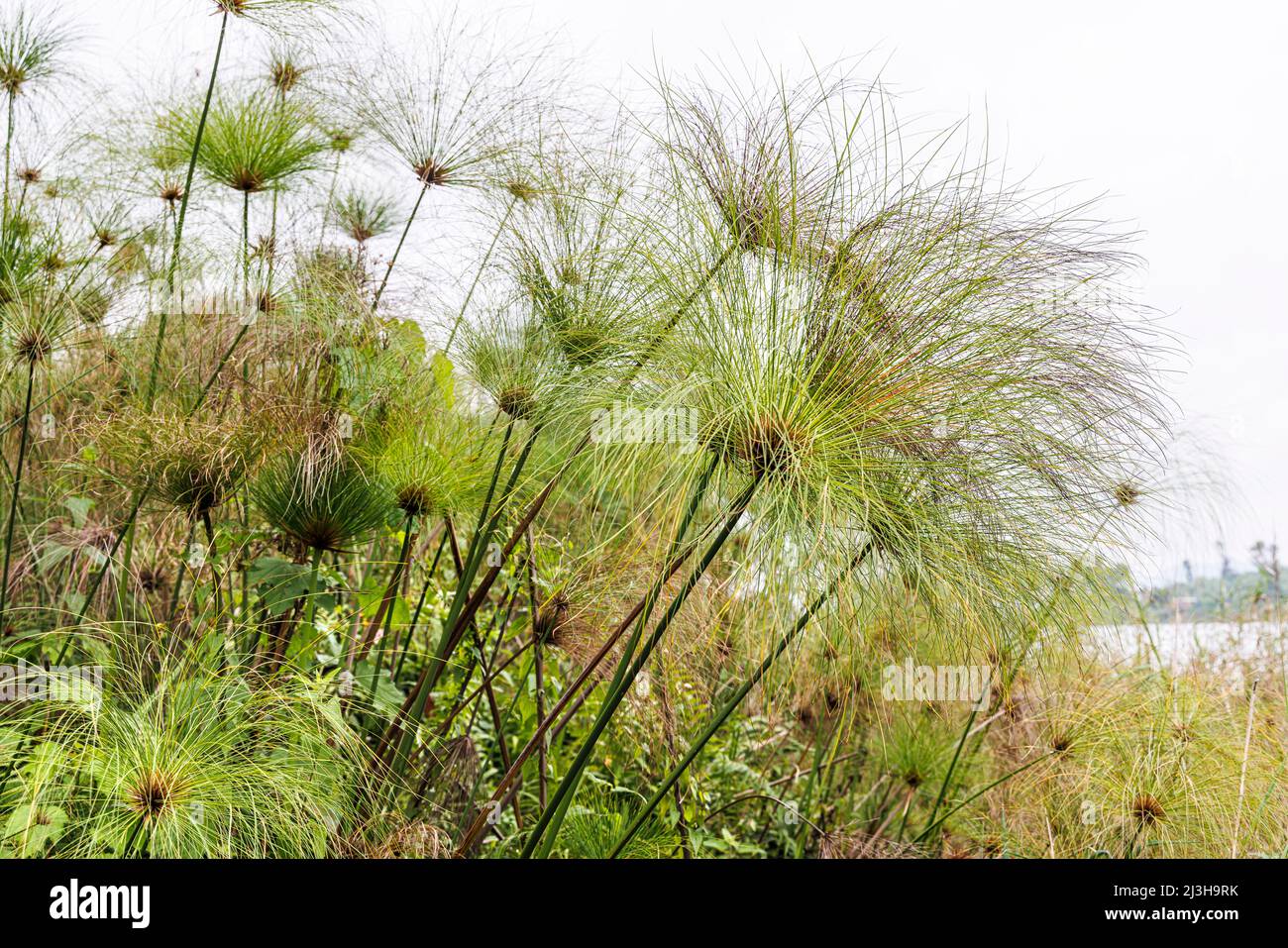 Uganda, Kisoro-Distrikt, Kisoro, Mutanda-See, Papyrus Stockfoto