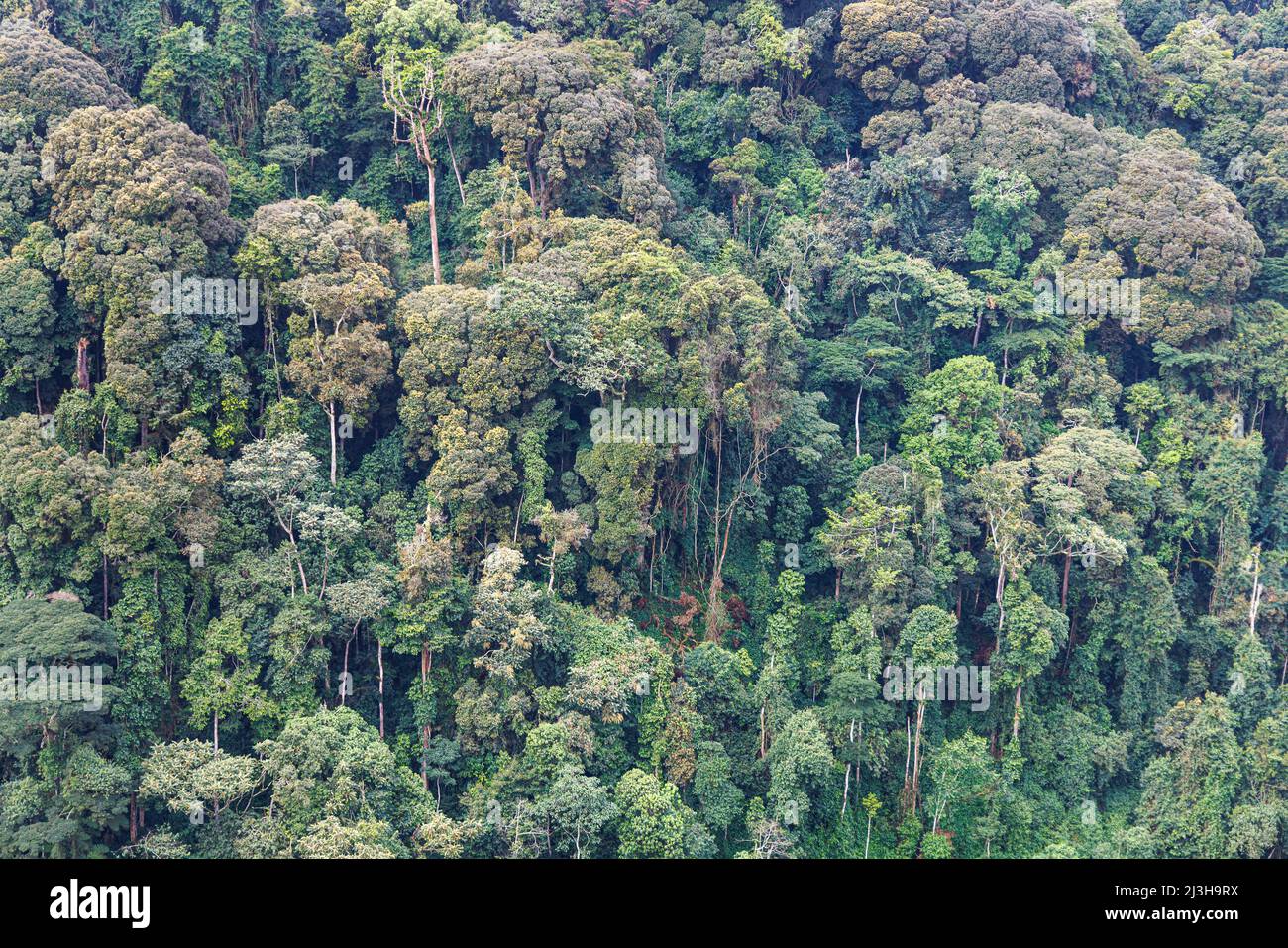 Uganda, Distrikt Kanungu, Ruhija, Bwindi Impenetrable National Park, der von der UNESCO zum Weltkulturerbe erklärt wurde, der undurchdringliche Wald Stockfoto