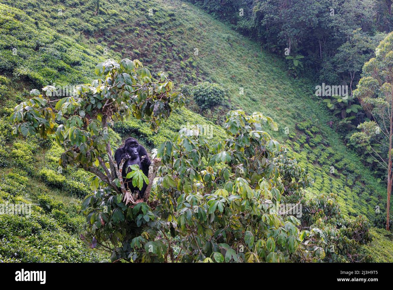 Uganda, Distrikt Kanungu, Ruhija, Bwindi Impenetrable National Park, der von der UNESCO zum Weltkulturerbe erklärt wurde, Berggorilla in einer Teeplantage Stockfoto