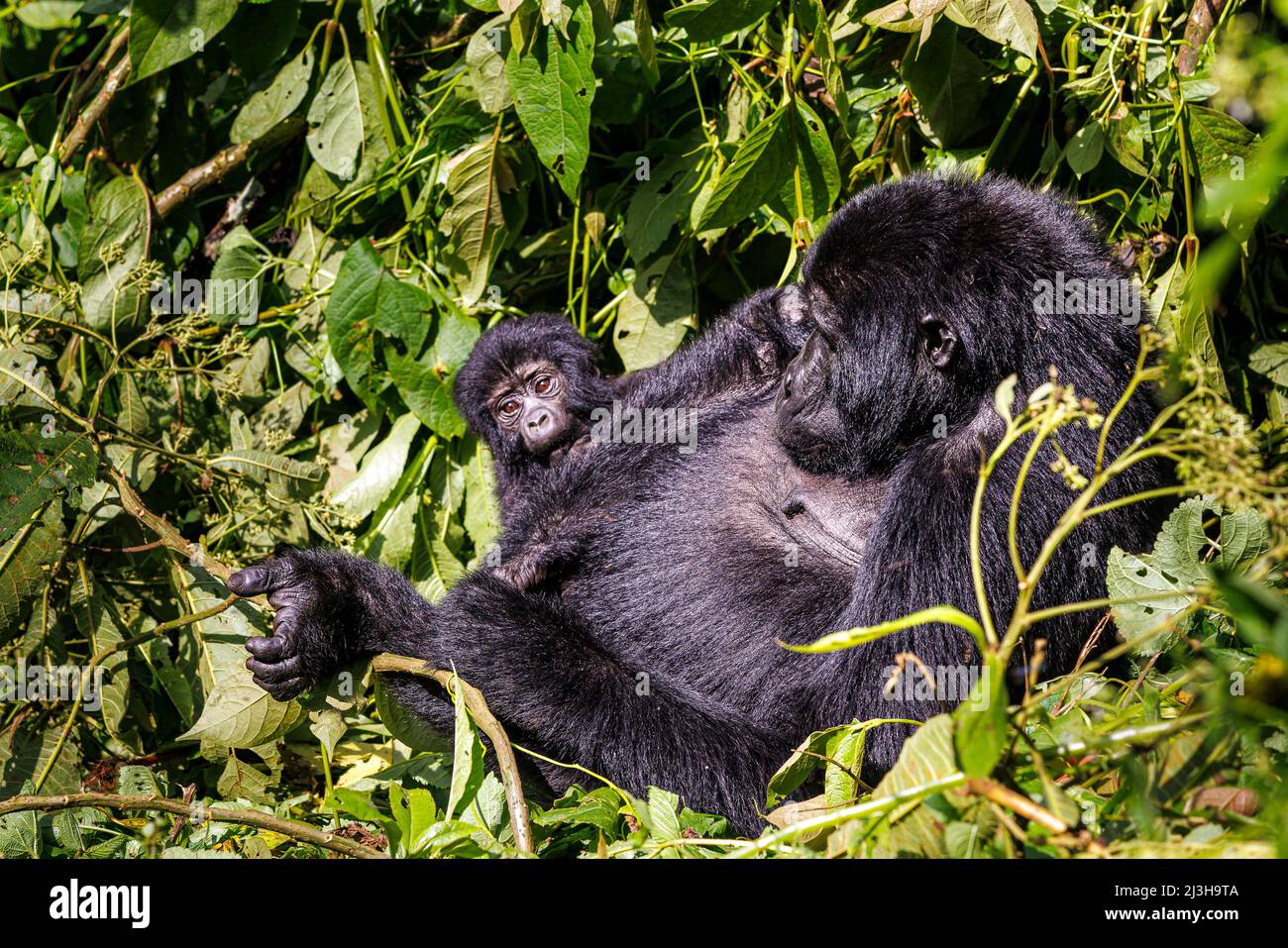 Uganda, Distrikt Kanungu, Ruhija, Bwindi Impenetrable National Park, der von der UNESCO zum Weltkulturerbe erklärt wurde, Berggorilla und sein Baby Stockfoto
