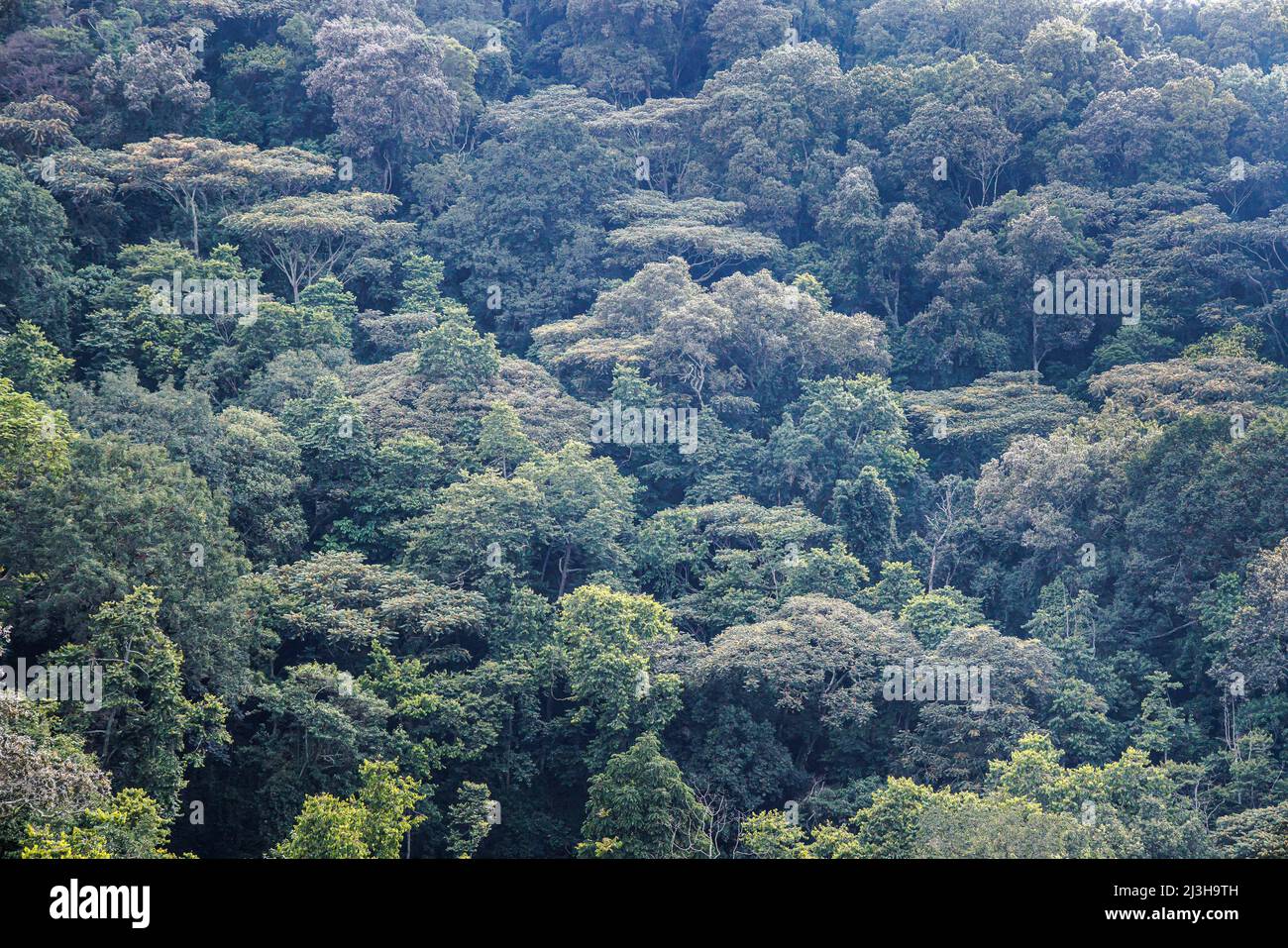 Uganda, Distrikt Kanungu, Ruhija, Bwindi Impenetrable National Park, der von der UNESCO zum Weltkulturerbe erklärt wurde, der undurchdringliche Wald Stockfoto