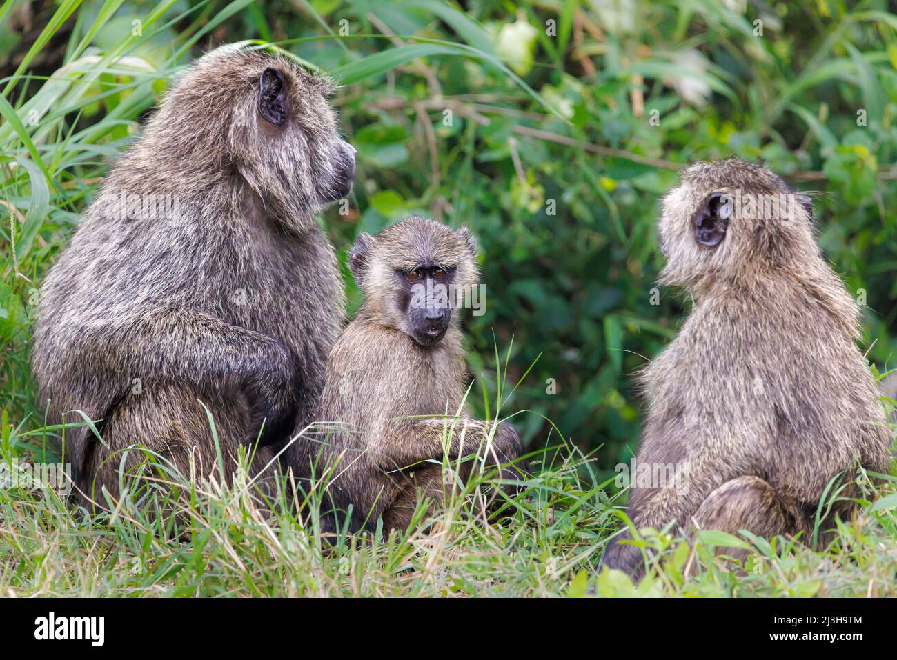 Uganda, Rubirizi District, Katunguru, Queen Elizabeth National Park, Pavian Stockfoto