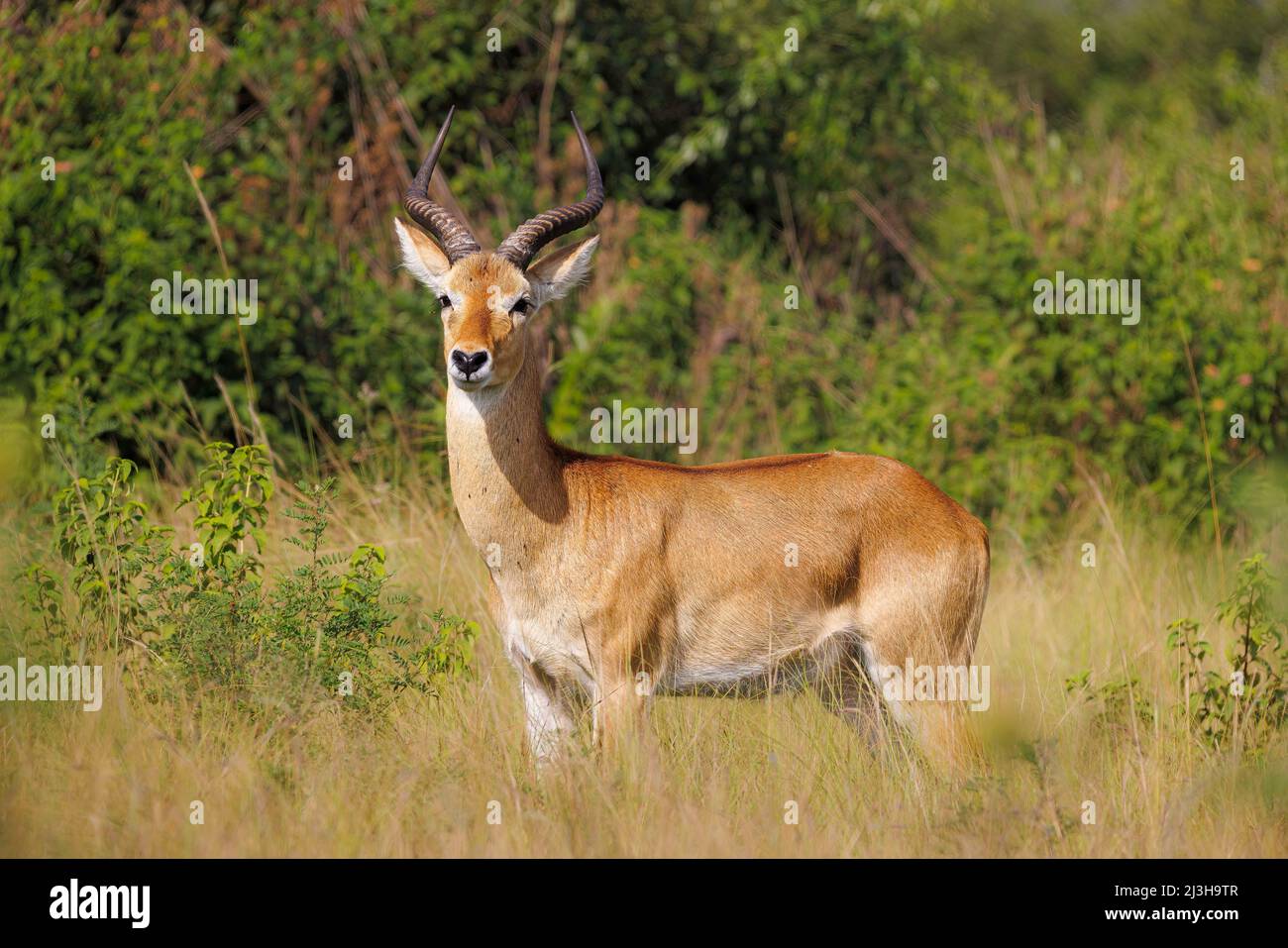 Uganda, Rubirizi District, Katunguru, Queen Elizabeth National Park, ugandischer Kob Stockfoto