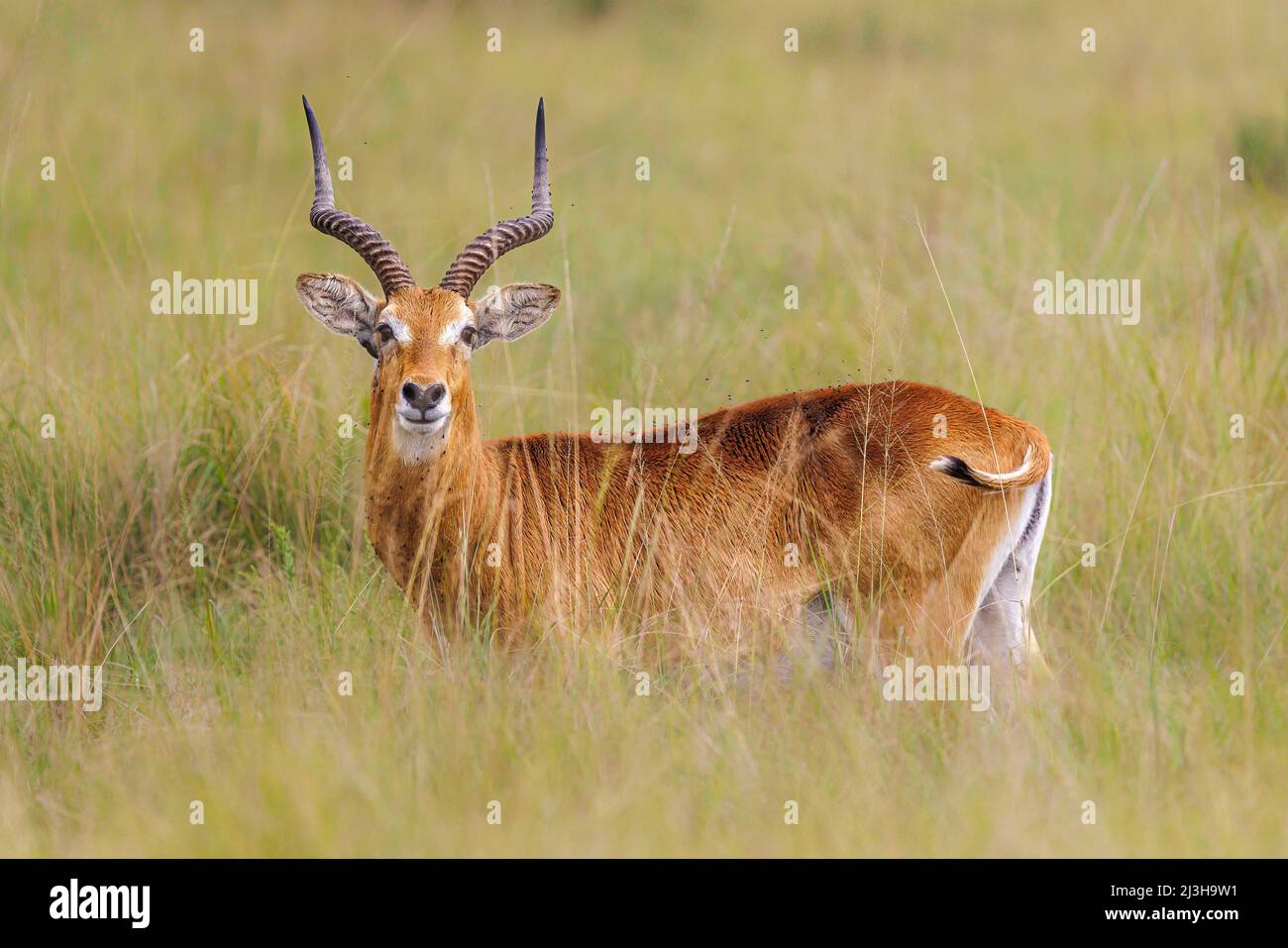 Uganda, Rubirizi District, Katunguru, Queen Elizabeth National Park, ugandischer Kob Stockfoto