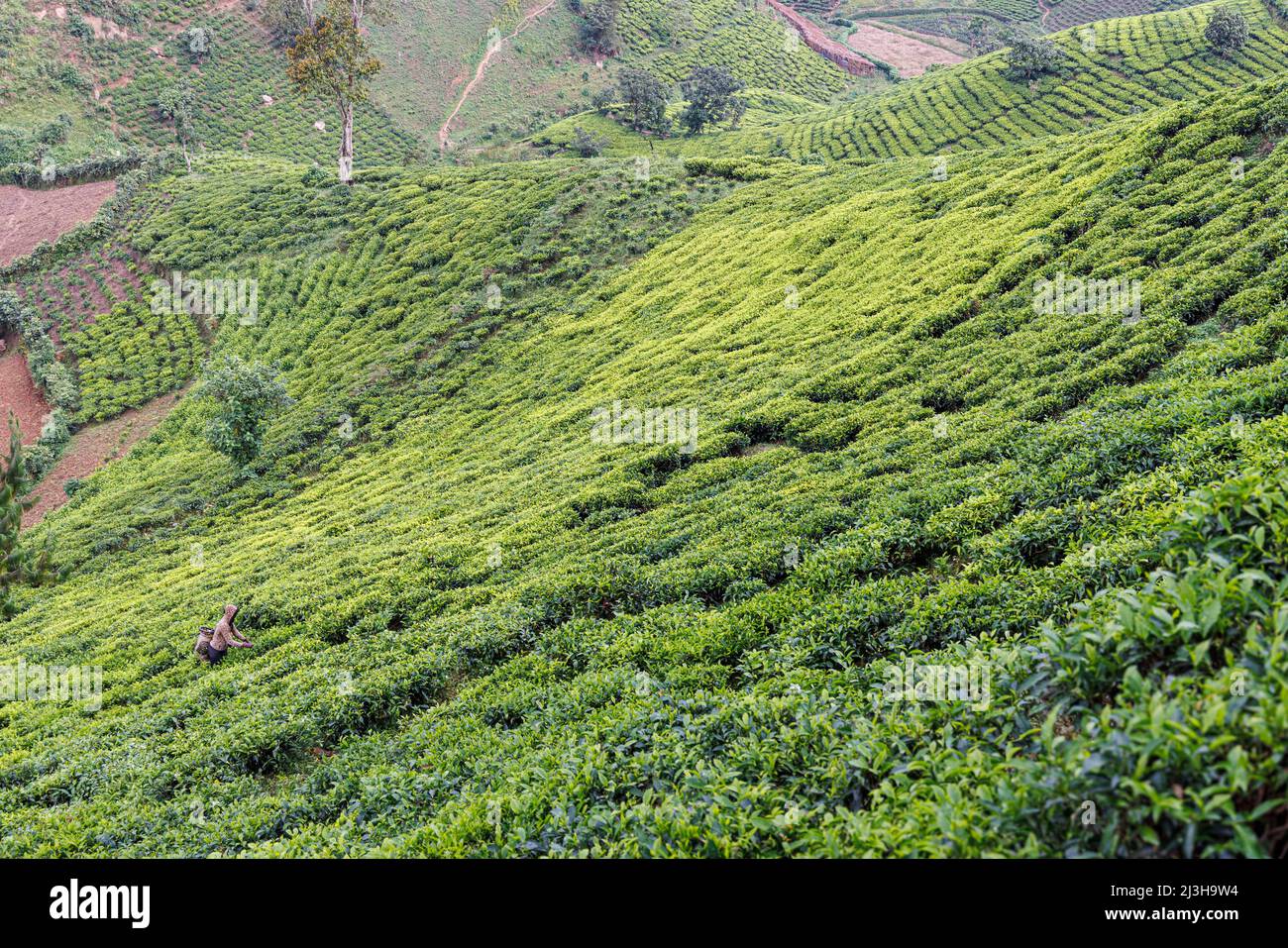 Uganda, Distrikt Kanungu, Ruhija, ein Mann in einer Teeplantage Stockfoto