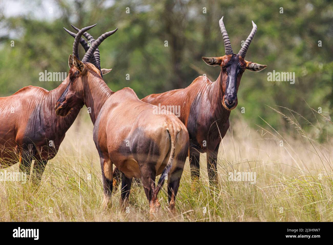 Uganda, Rubirizi District, Katunguru, Queen Elizabeth National Park, Topi Stockfoto