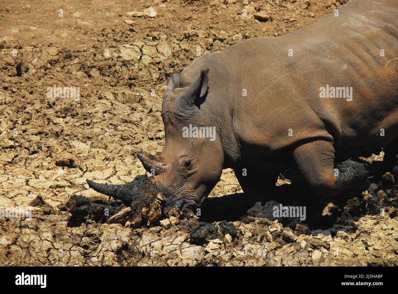 Nahaufnahme eines wilden Nashorn auf ihren Knien, wobei ihre Vorderfüße, Nase und Horn als Werkzeuge benutzt wurden, um ein Loch für ein Schlammbad in Südafrika zu graben. Stockfoto