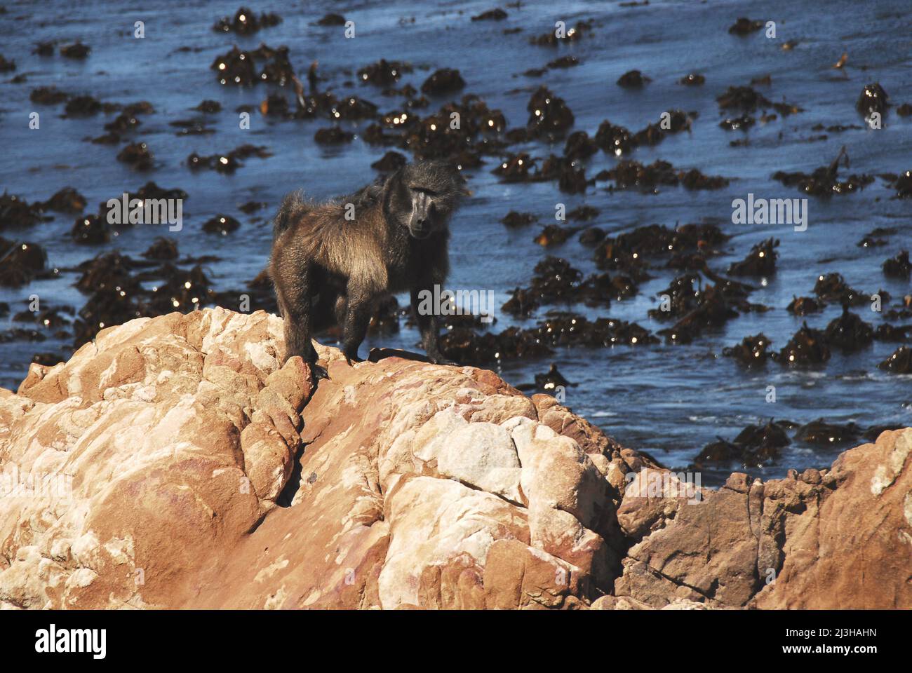 Nahaufnahme eines großen männlichen Baboons, der auf einer roten Felsformation mit dem Meer direkt dahinter läuft. Beachten Sie das Sonnenlicht, das vom Kelp abstrahlt. Stockfoto