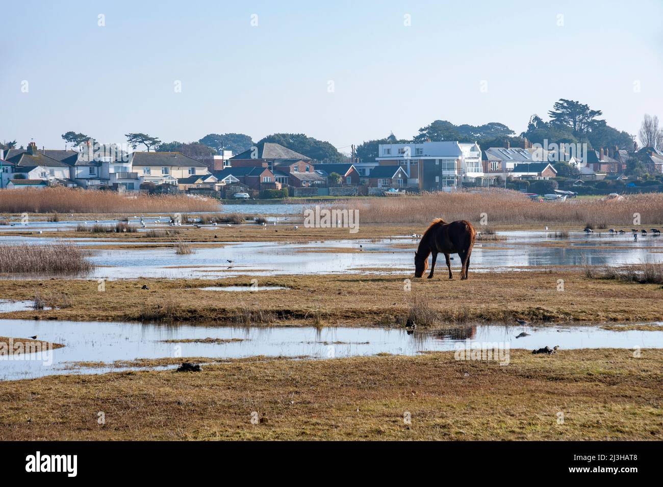 Pferde auf dem Küstennaturschutzgebiet Stanpit Marsh, Christchurch, Dorset, Großbritannien Stockfoto