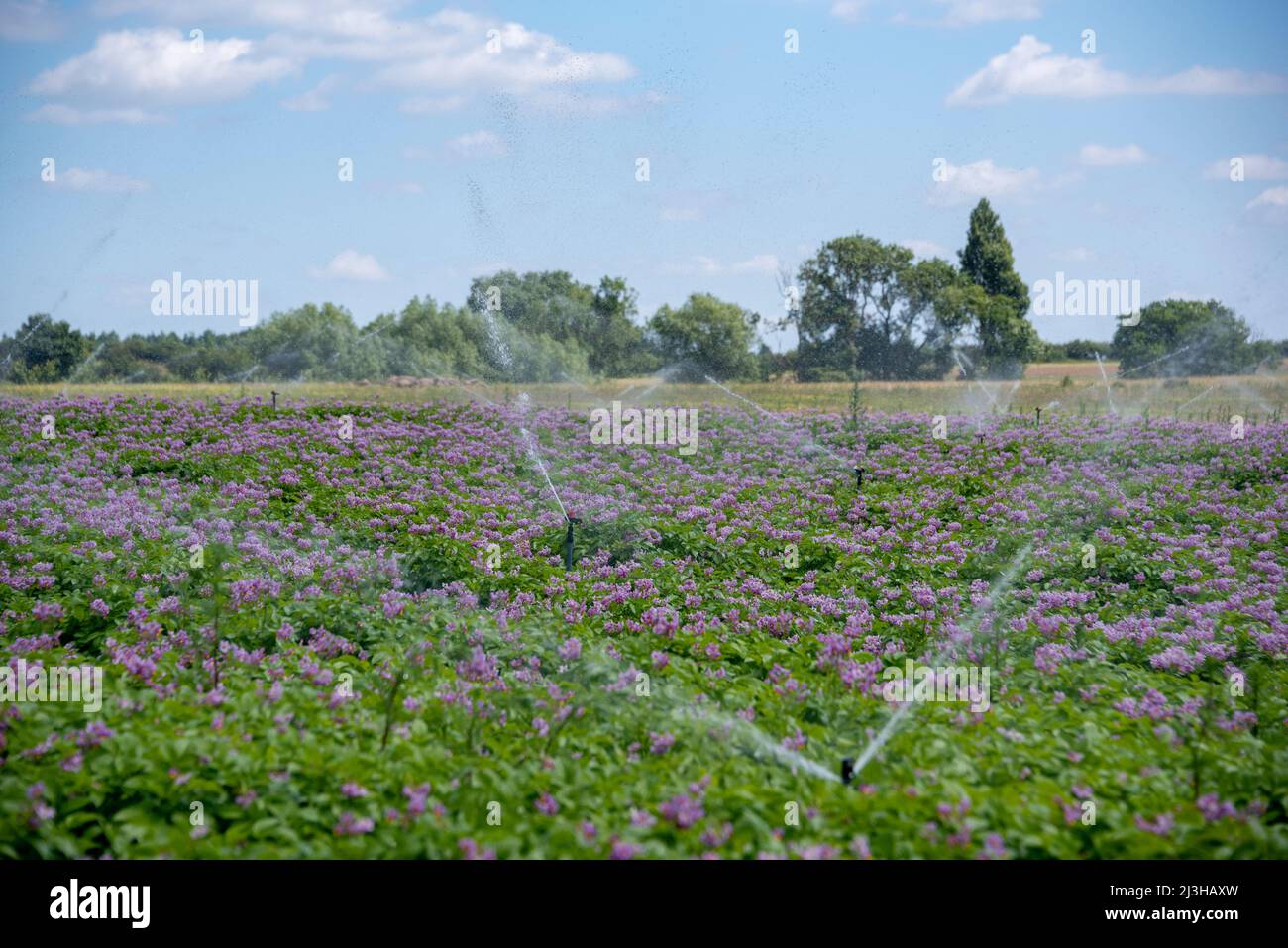 Bewässerung eines Kartoffelfeldes, Oxfordshire, Großbritannien Stockfoto