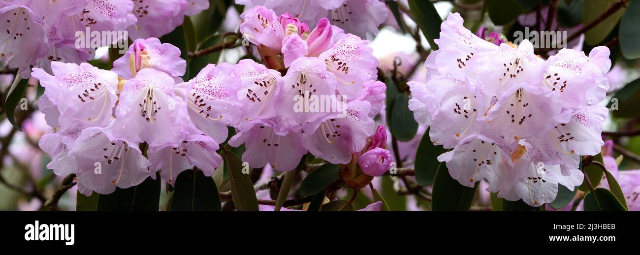Nahaufnahme der üppigen rosa und weißen Blüten von Rhododendron oreodoxa. Stockfoto
