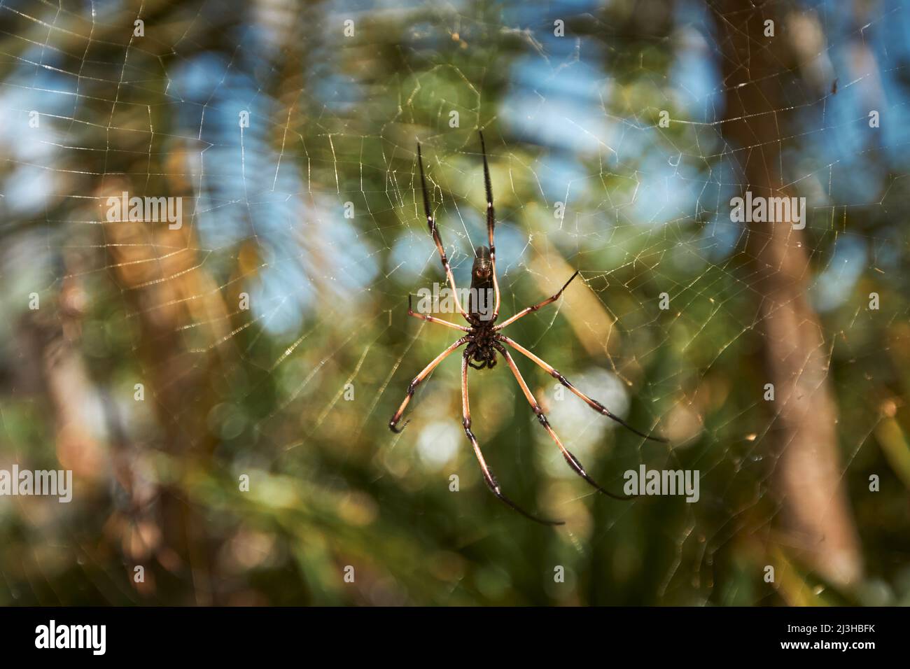 Nahaufnahme einer großen Spinne auf dem Netz gegen tropische Bäume auf den Seychellen. Stockfoto