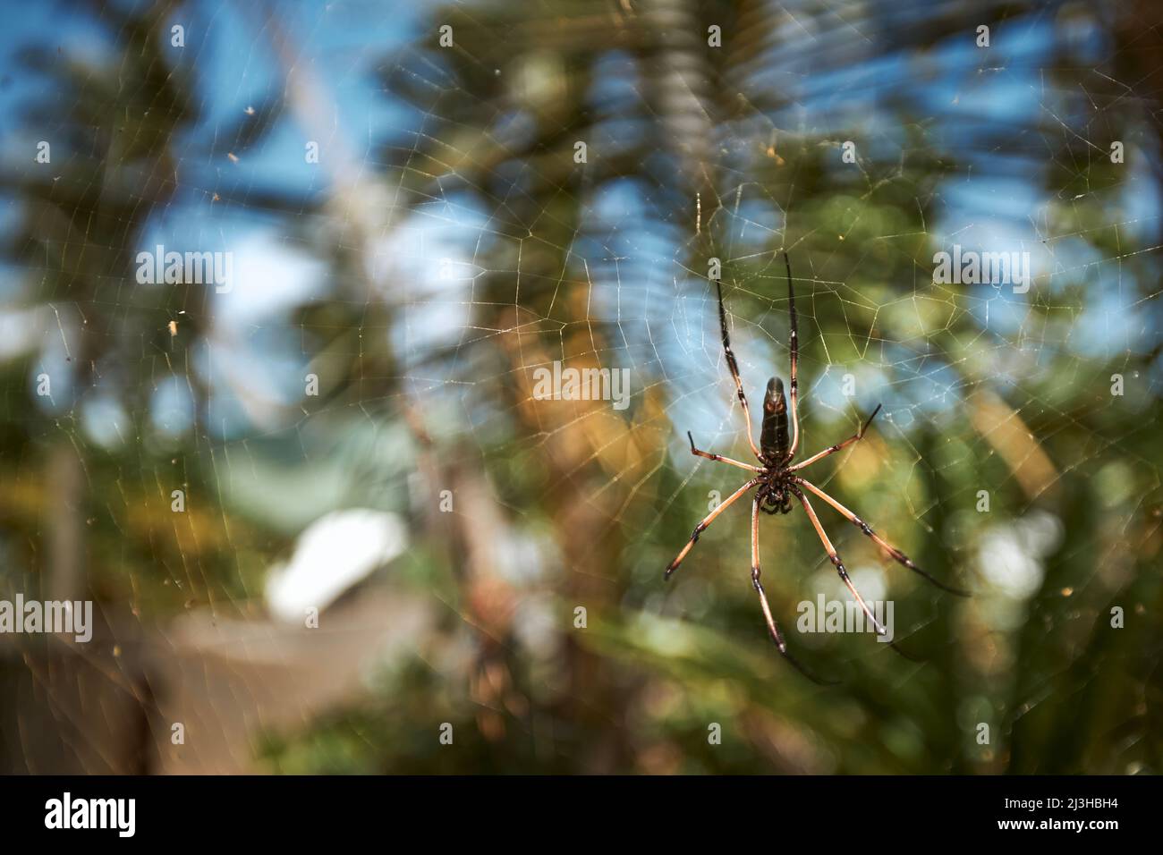 Nahaufnahme einer großen Spinne auf dem Netz gegen tropische Bäume auf den Seychellen. Stockfoto