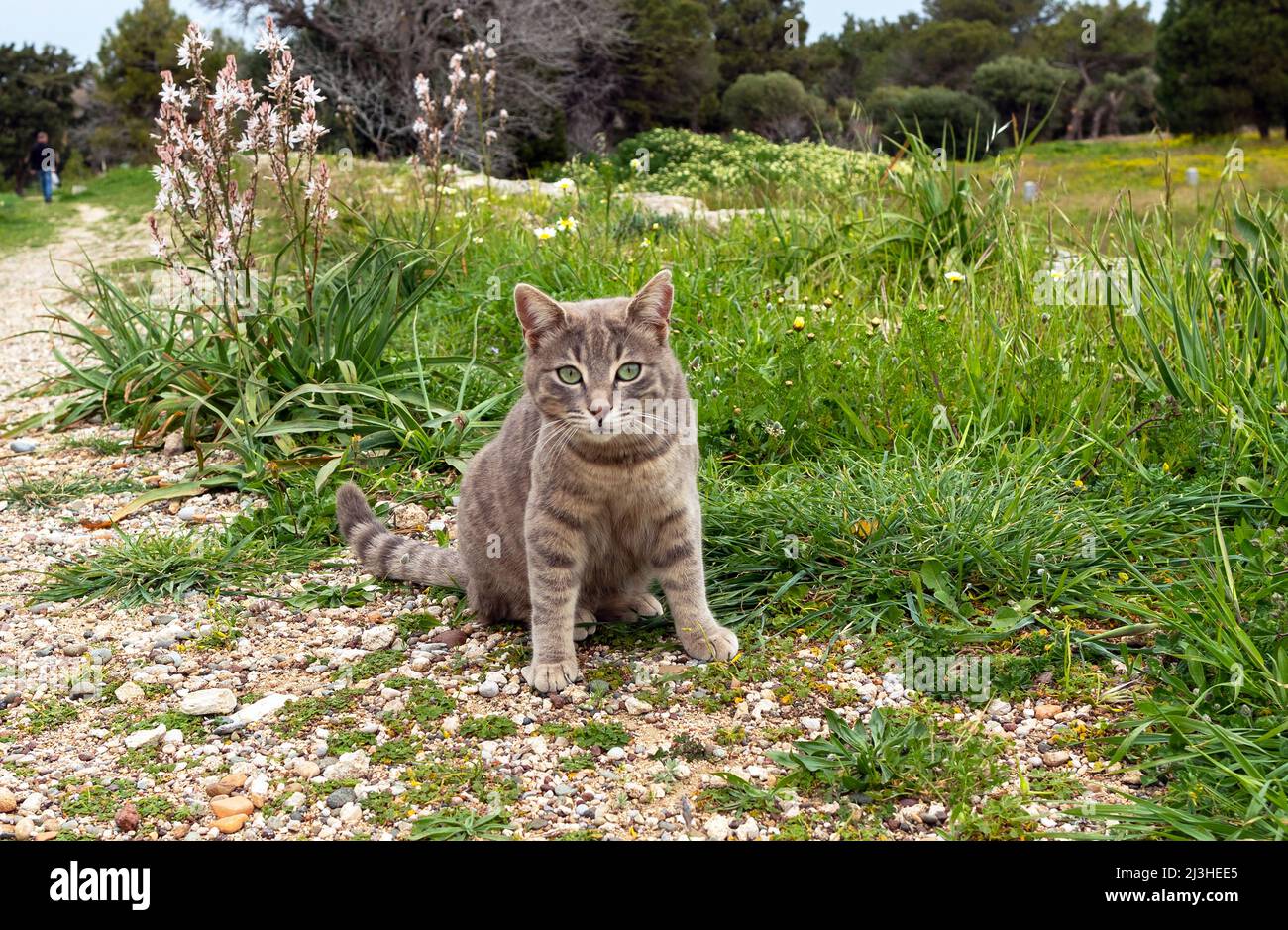 Griechische Katze in der Altstadt von Rhodos, Griechenland Stockfoto