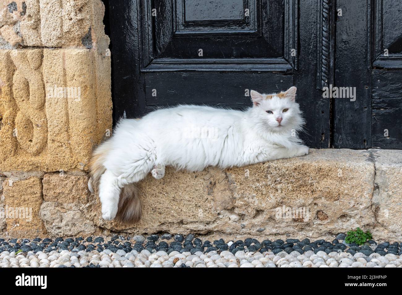 Griechische Katze in der Altstadt von Rhodos, Griechenland Stockfoto