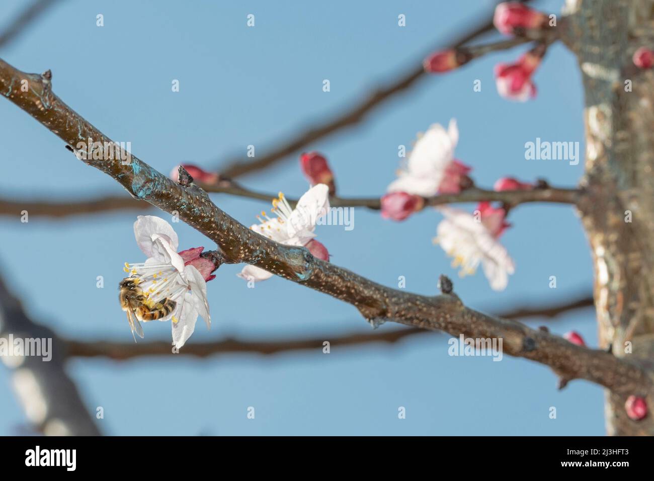 Biene im Vordergrund auf Aprikosenblüte Stockfoto