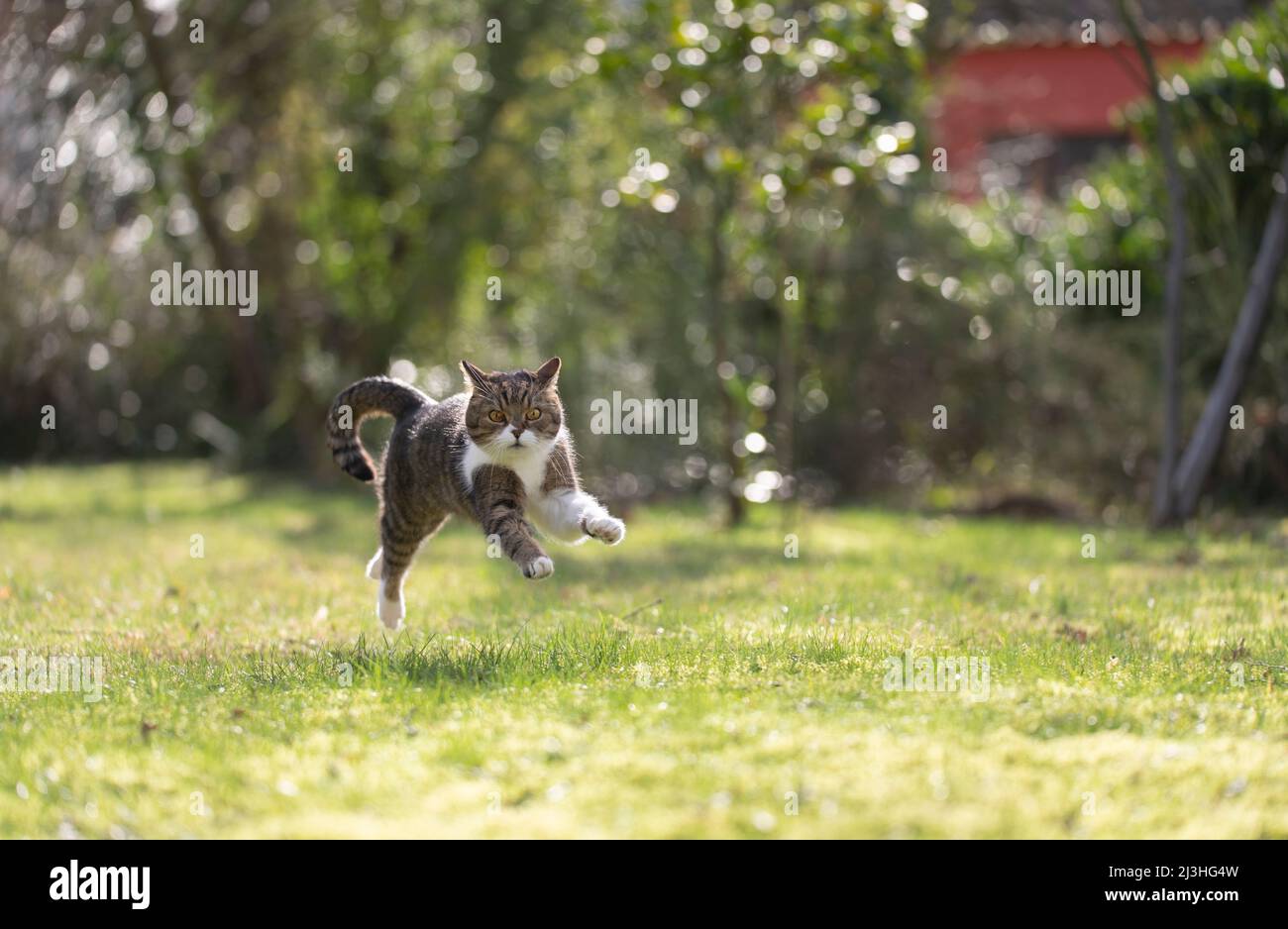 Fröhliche Katze, die an einem sonnigen Tag durch den Garten springt und die Kamera anschaut Stockfoto