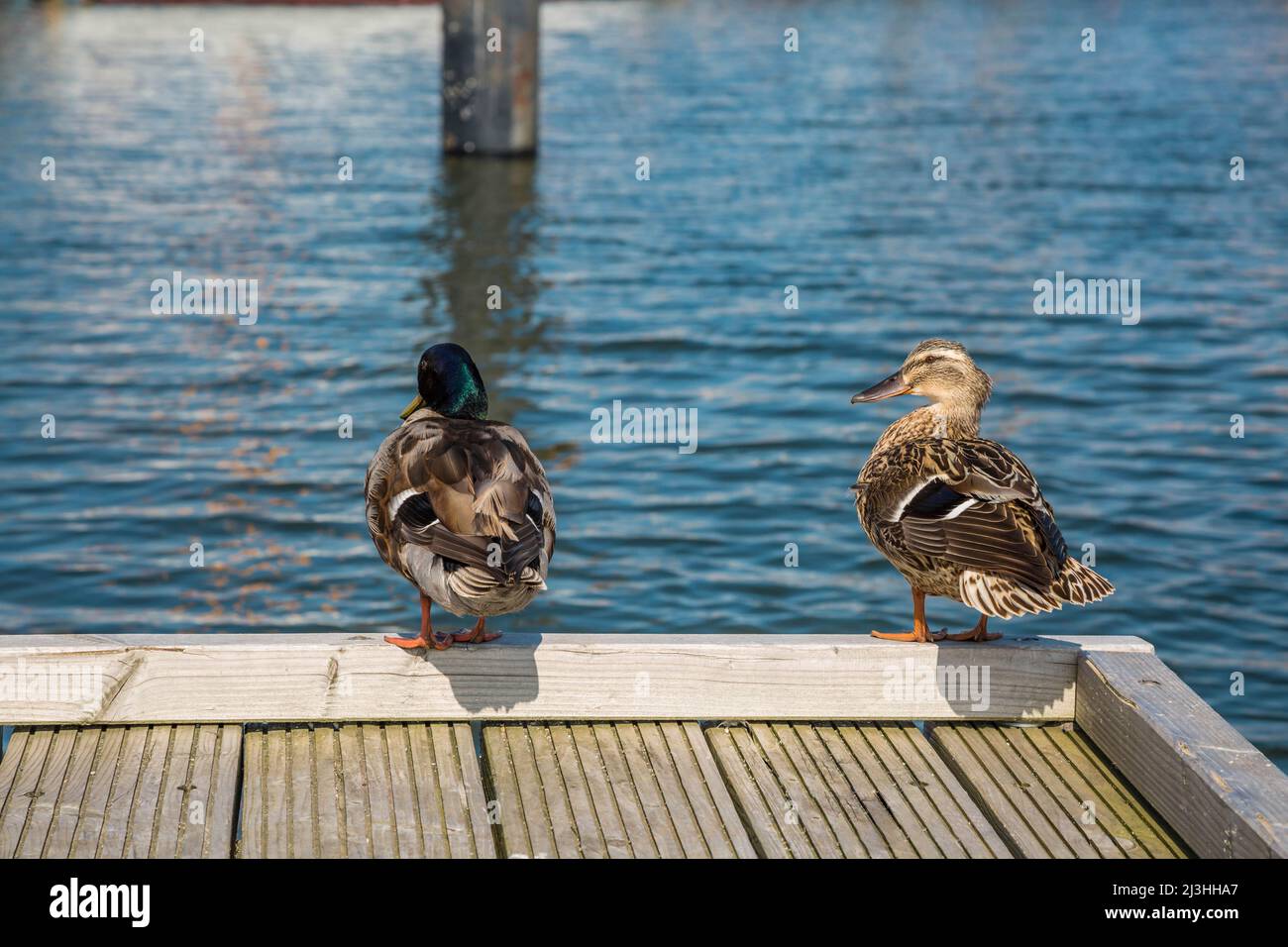 Zwei Enten auf einem Holzdock am Hafen Stockfoto