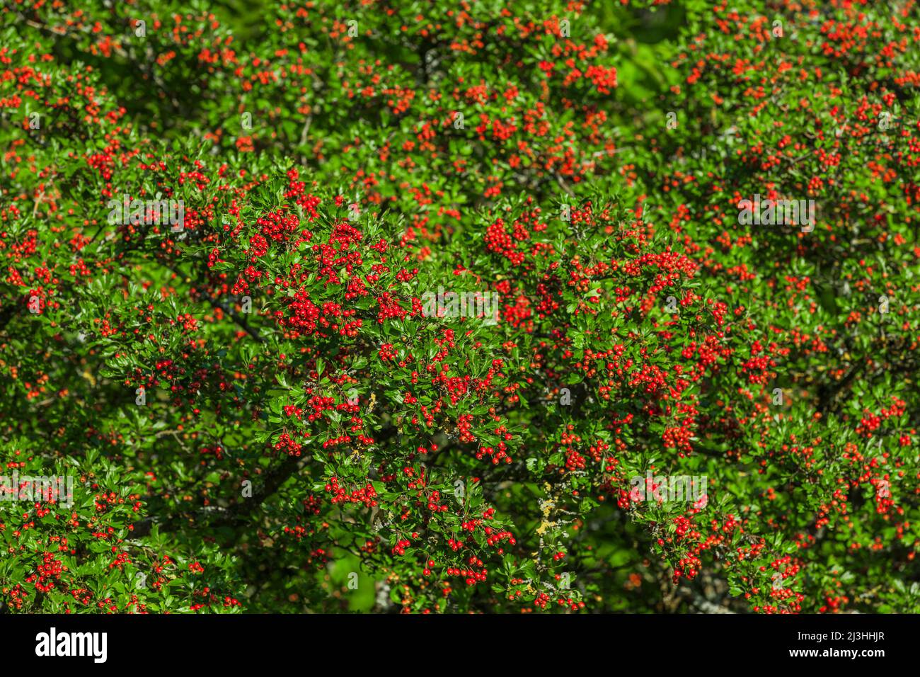 Rote Beeren von Weißdornbusch Stockfoto