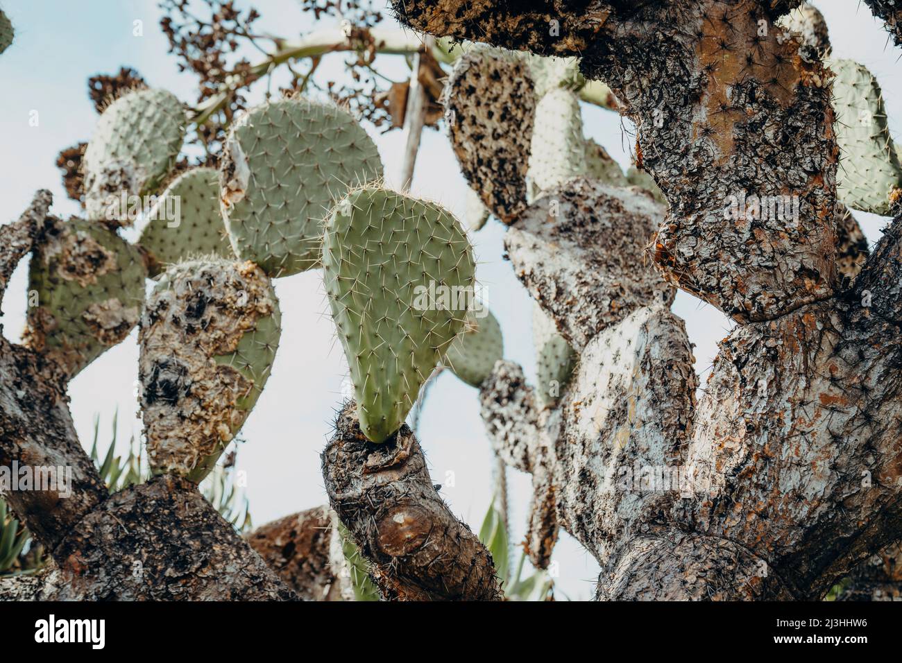 Kaktus, Opuntia leucotricha, Botanischer Garten, Monte, Funchal, Madeira, Portugal, Europa Stockfoto