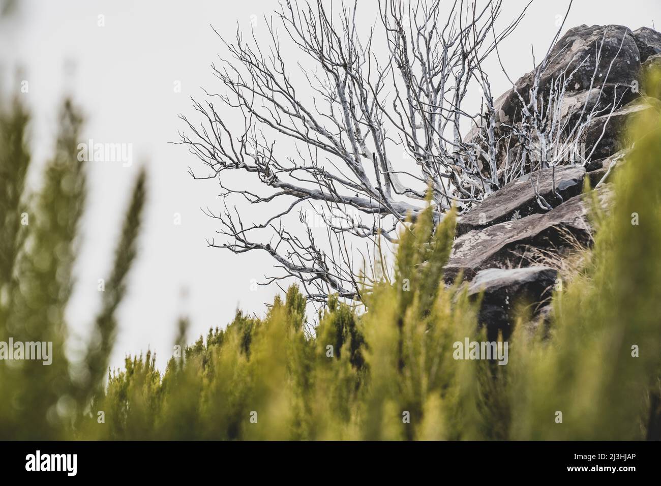 Tot verbrannter Baum auf Pico Ruivo, Madeira, Portugal, Europa Stockfoto