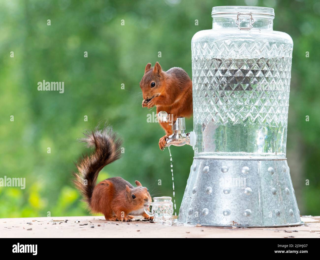 Eichhörnchen stehend mit einem Leitungswasser Stockfoto