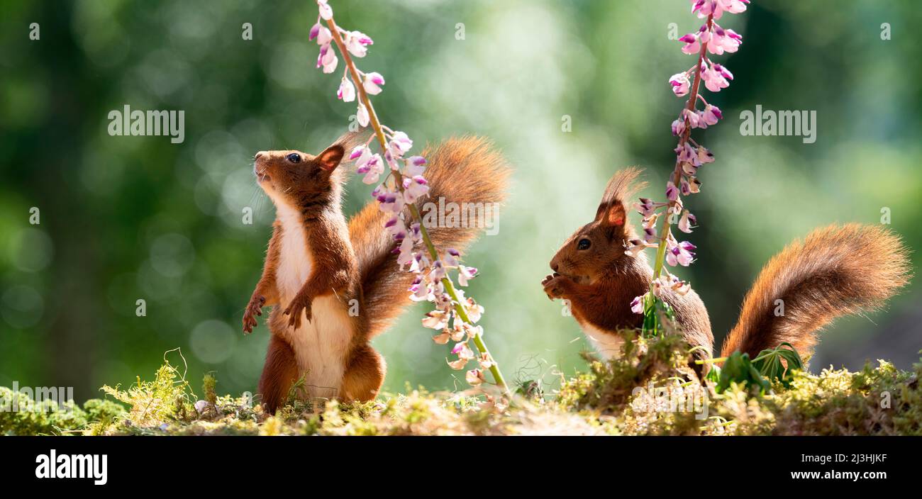 Rote Eichhörnchen mit Lupinenblüten Stockfoto