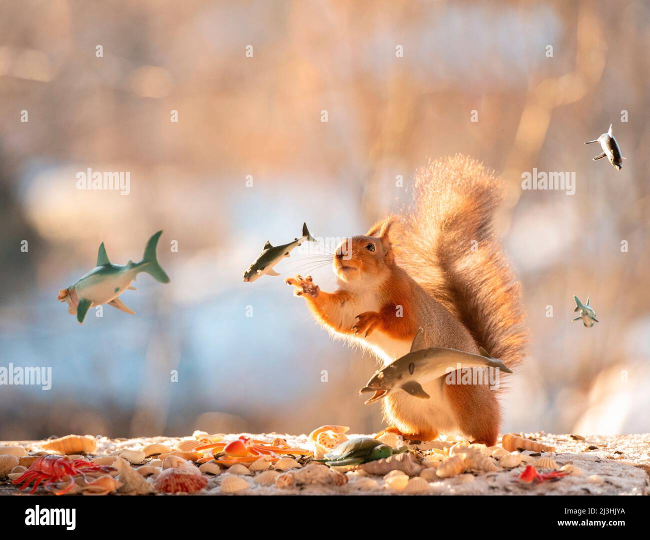 Rotes Eichhörnchen am Meeresboden, das nach einem Fisch greift Stockfoto