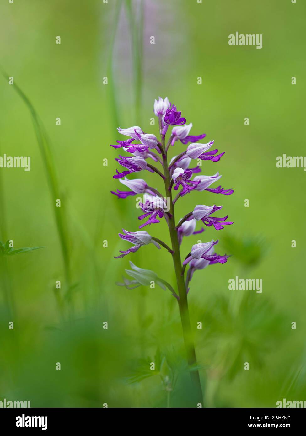 Militärische Orchidee, Orchis militaris Stockfoto