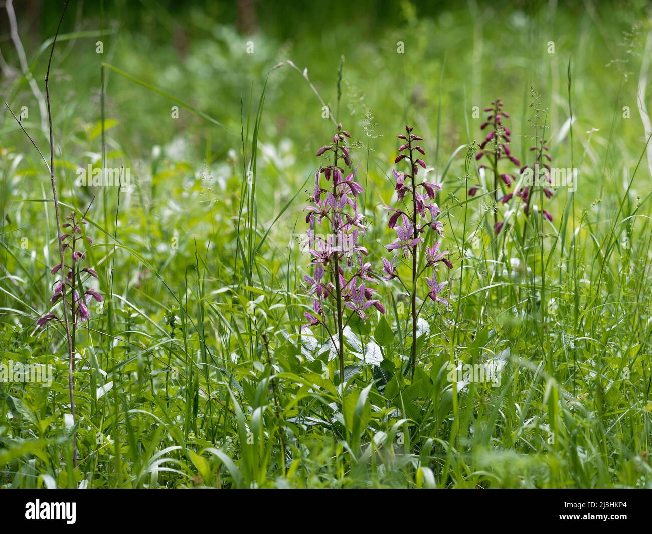 Militärische Orchidee, Orchis militaris Stockfoto
