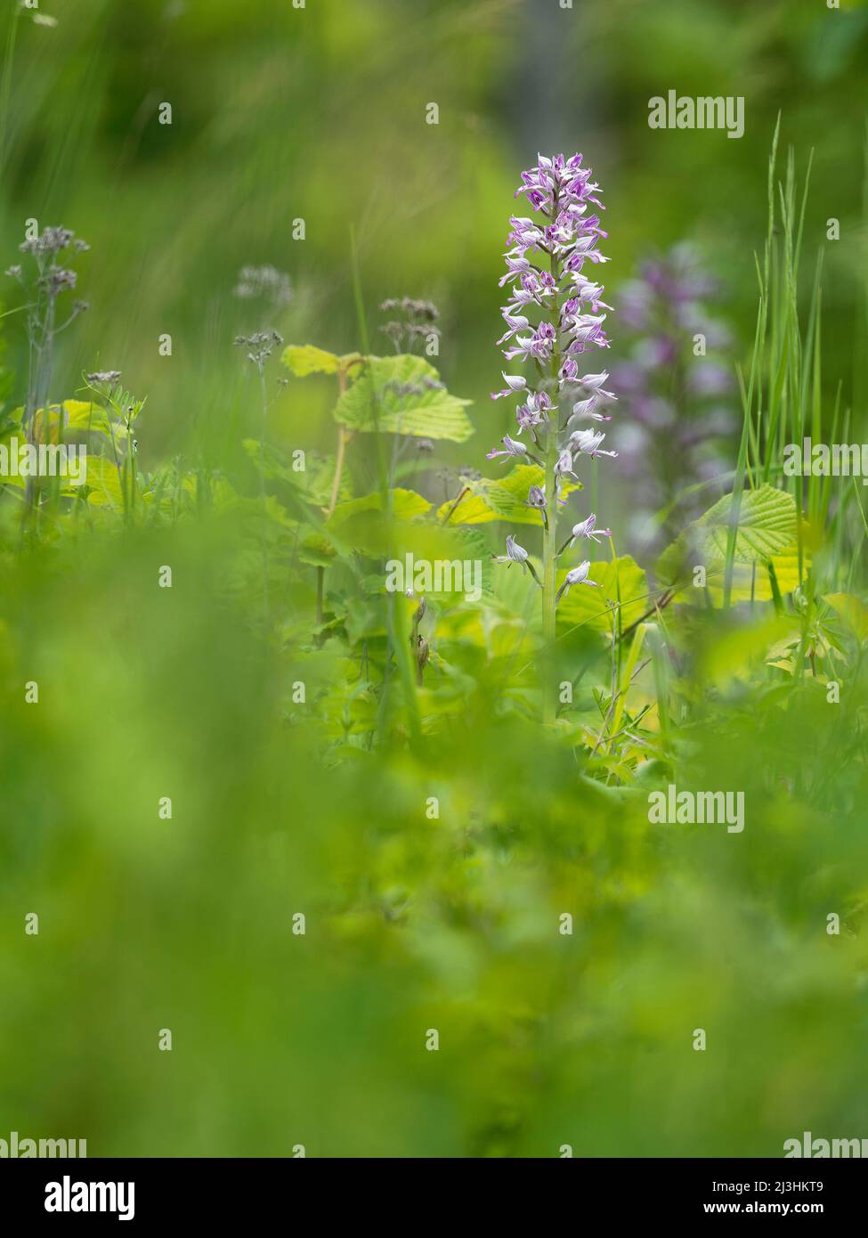 Militärische Orchidee, Orchis militaris Stockfoto