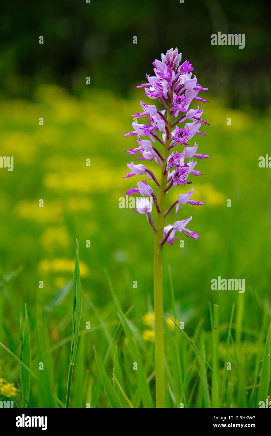 Militärische Orchidee, Orchis militaris Stockfoto