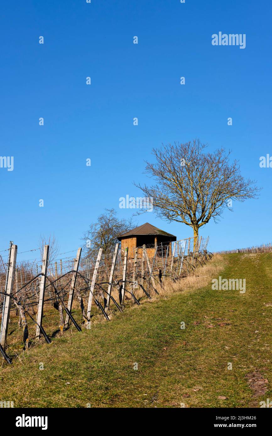 Weinberge auf der Weininsel zwischen Sommerach und Nordheim am Main an der Vokacher Mainschleife, Kreis Kitzingen, Unterfranken, Franken, Bayern, Deutschland Stockfoto