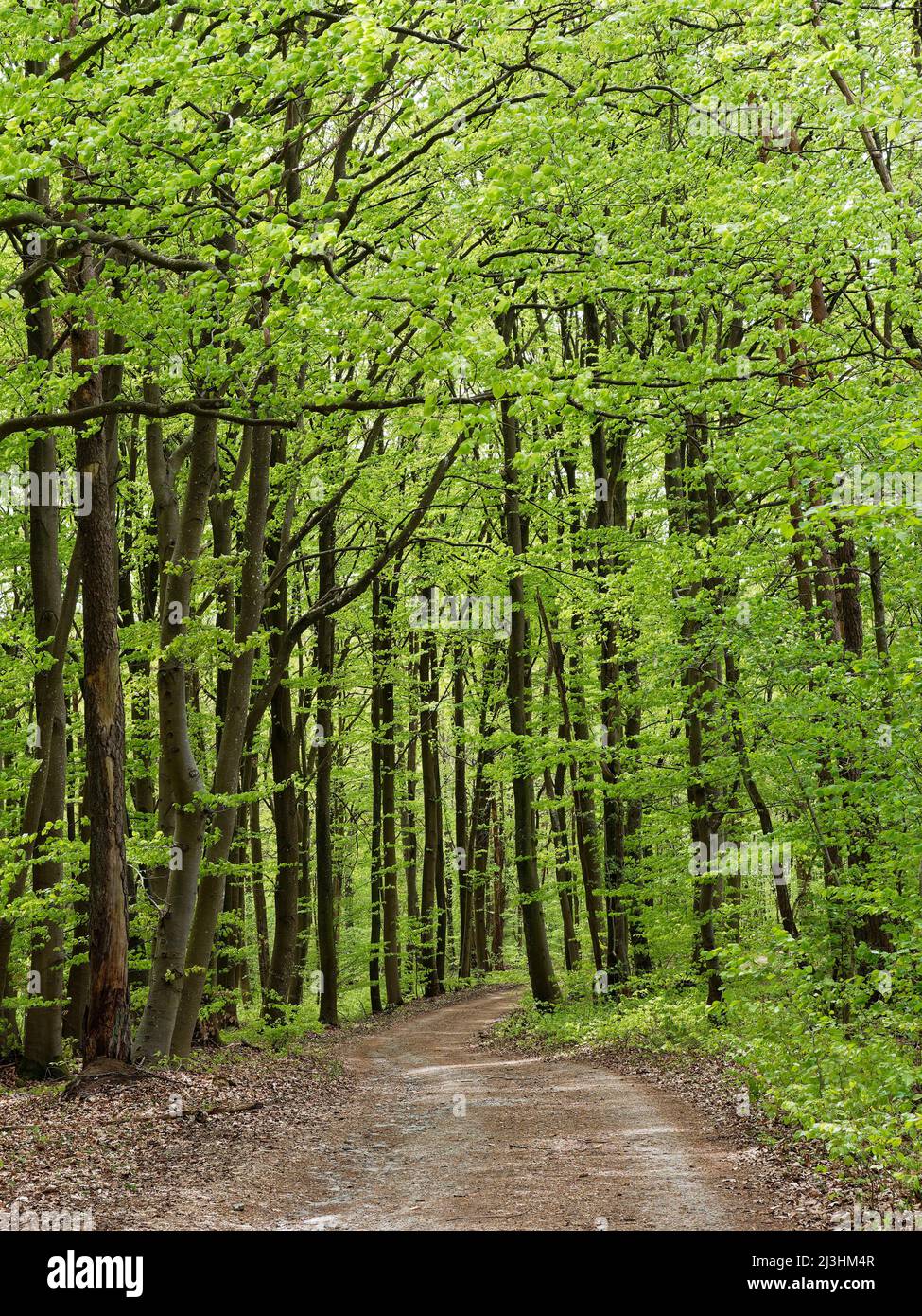 Landschaft im Naturschutzgebiet Mäusberg bei Karlstadt, Kreis Main