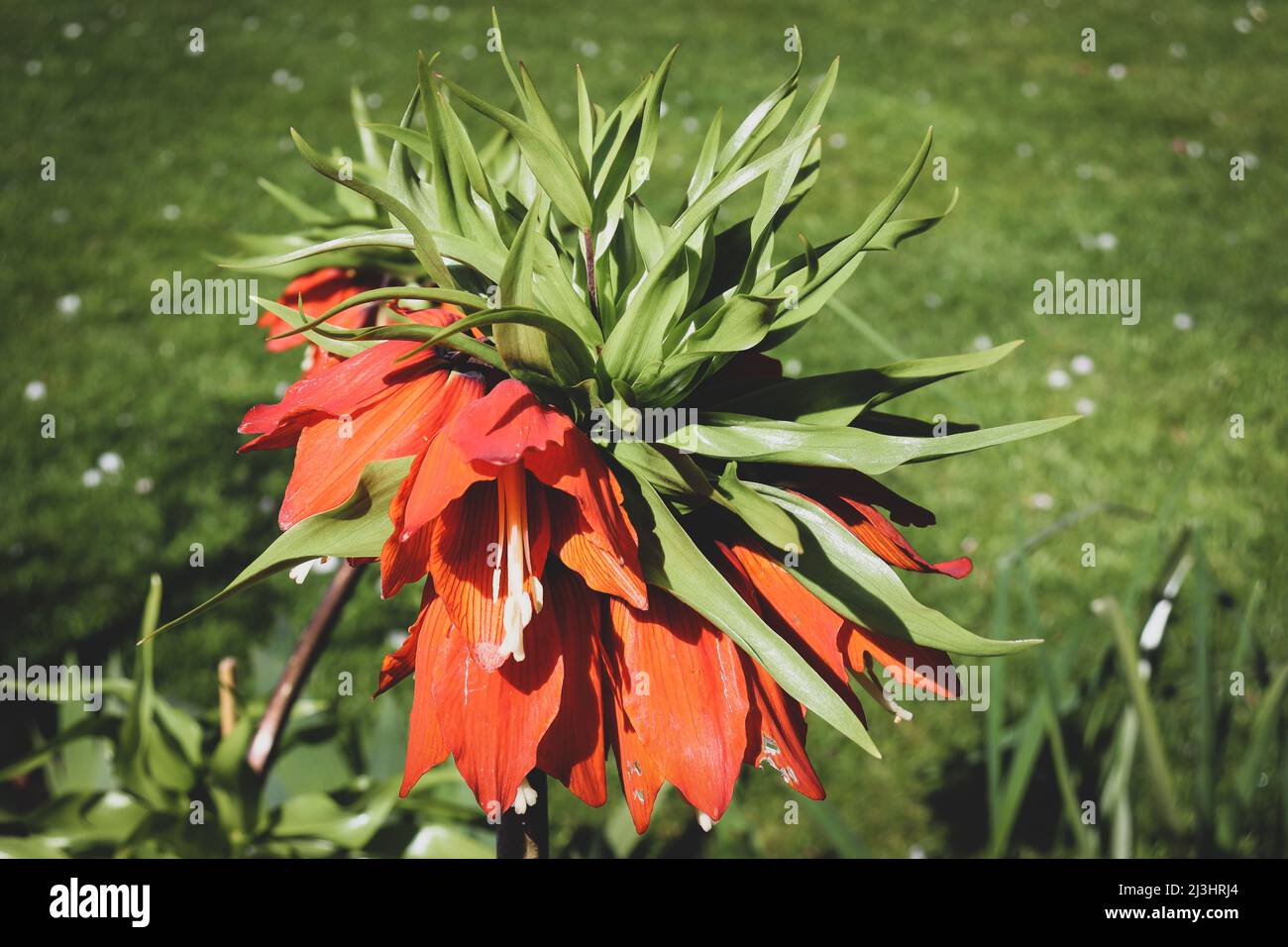 Blühende Krone Imperial, Pflanze Stockfoto