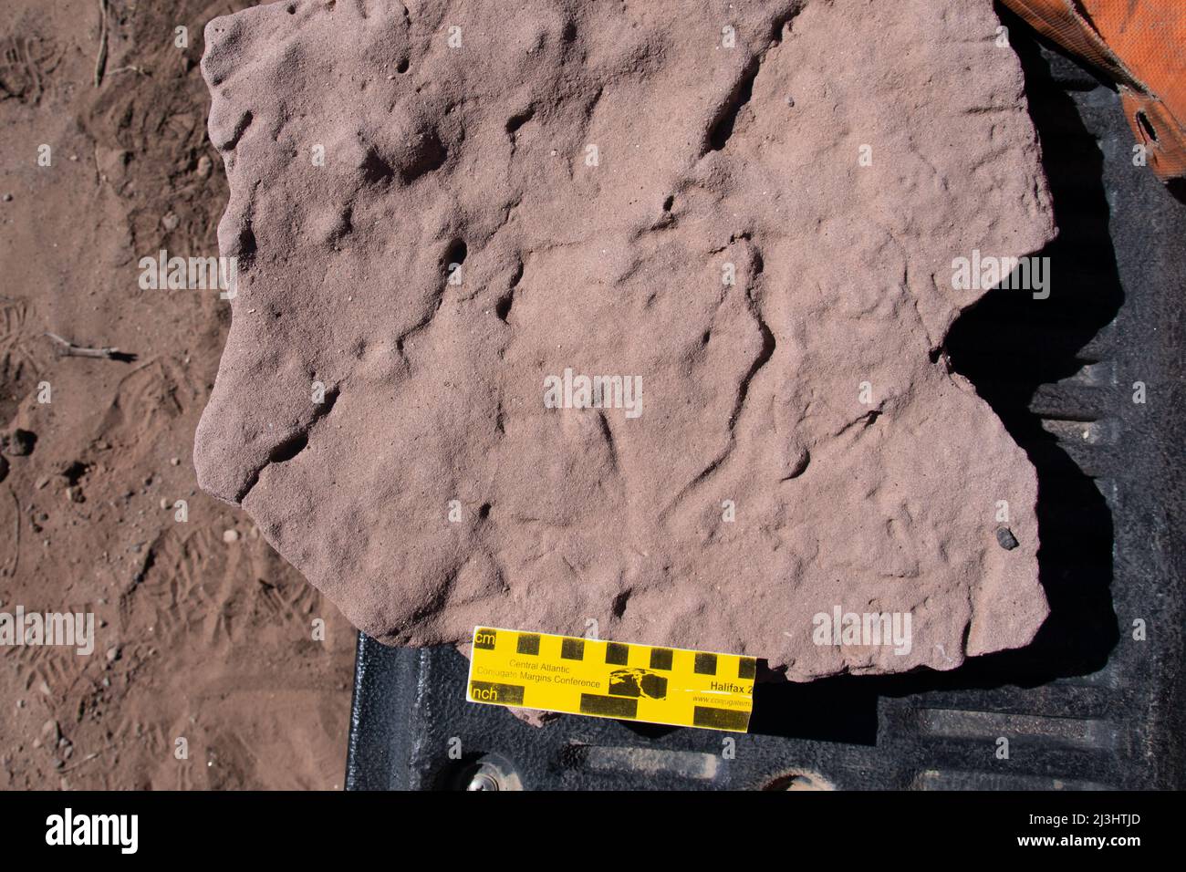 Mögliche fossile Vogelspuren in einer Gesteinsprobe aus dem Miozän, die in der Nähe von Caspana, Region Antofagasta, gesammelt wurde Stockfoto