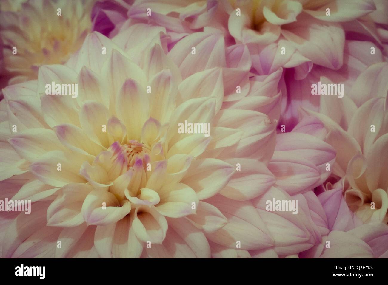 Preisgekrönte Dahlien auf der RHS Wisley Flower Show Stockfoto