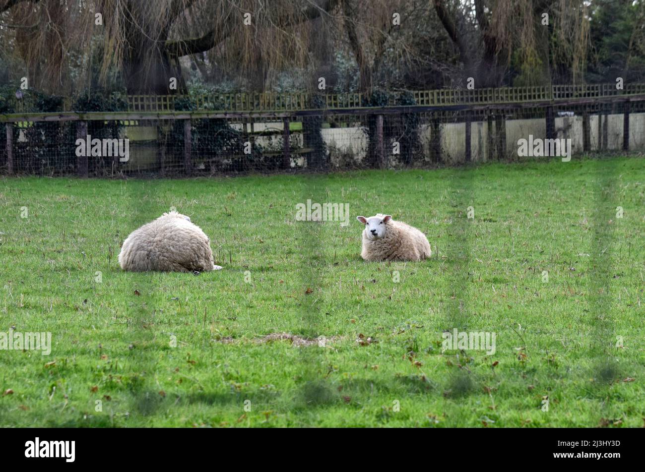 Zwei Schafe, die auf dem Feld liegen, suffolk, england Stockfoto