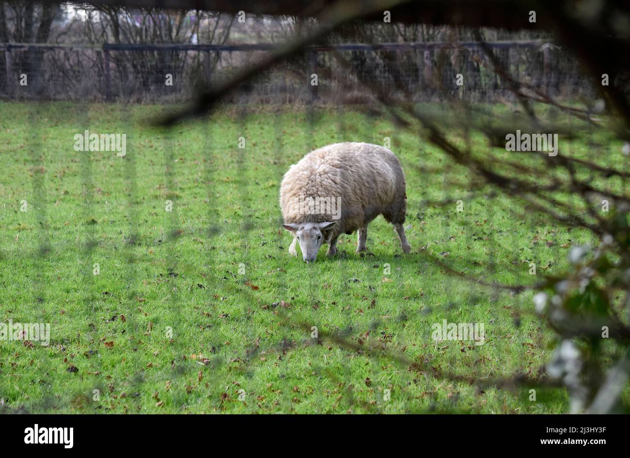 Schafe im Feld essen Gras, suffolk england Stockfoto